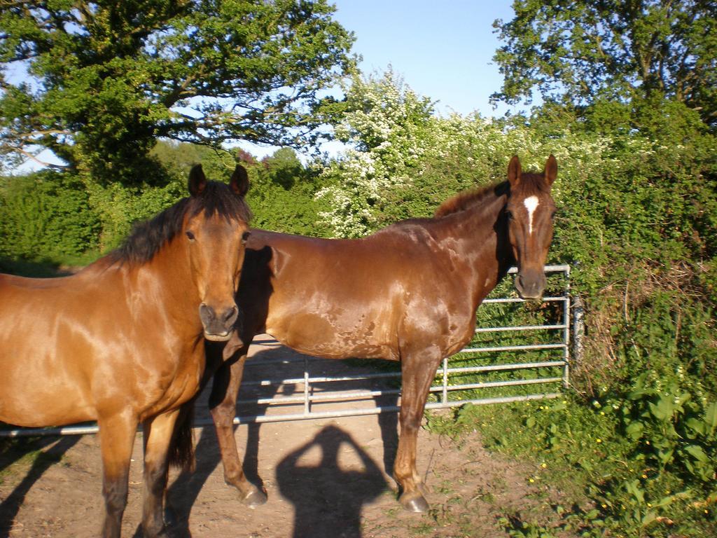 Austons Down Farm B&B Claverdon Extérieur photo